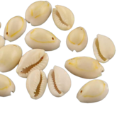 <notranslate>un Lot De Perles Ovales En Coquillage De Cauris Boutigem</notranslate>