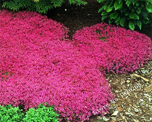 Protection Creeping Seeds Thyme Seeds Or Blue Arabis Seeds