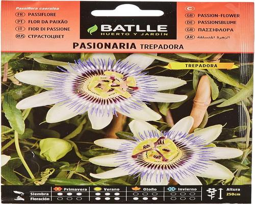 <notranslate>una Passiflora rampicante da battaglia</notranslate>