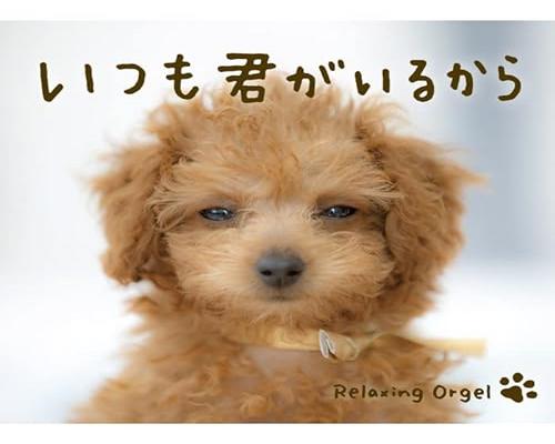 Cd Α波オルゴール/いつも君がいるから ヒーリング