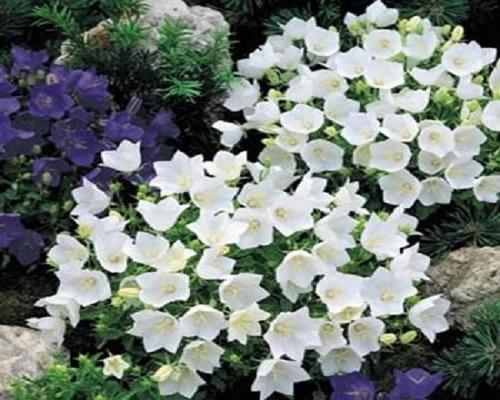 White Campanula Protection 250 Campanulas
