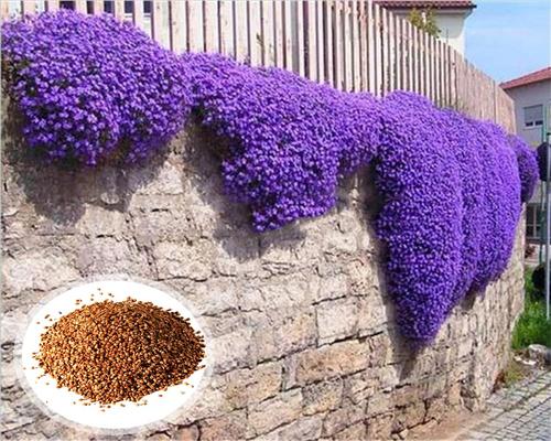 un Sac De 500 Graines De Cresson Violet