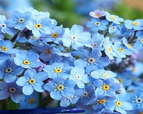 En masse 500 Myosotis Chting frø