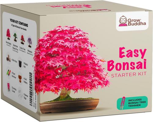 een kit om je eigen bonsai te kweken