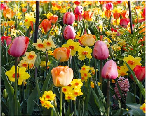 A Lot of Dutch Tulips and Daffodils/Daffodil Flower Bulbs