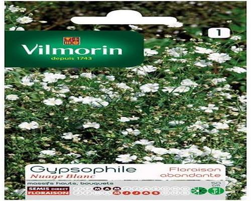 <notranslate>un Sachet De Graines Gypsophile Nuage Blanc Vilmorin</notranslate>