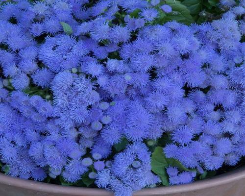 un Lot De 1000 Graines D'Ageratum