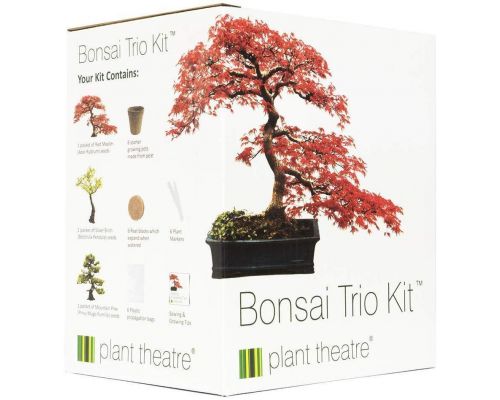 Um kit de trio de bonsai