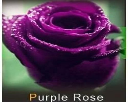 A Lot of 20 Purple Rose Seeds