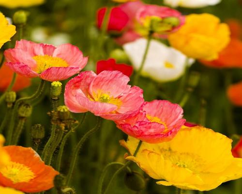 Protection Iceland Poppy Blend