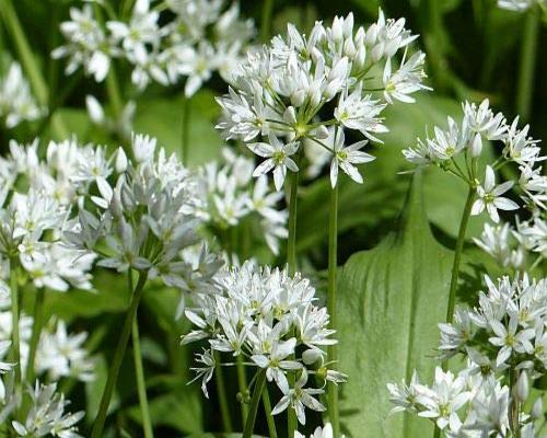 Allium Ursinum Protection