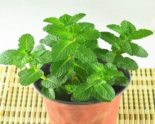 A Lot of 30 Green Mint Seeds