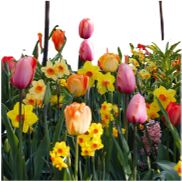 <notranslate>A Lot of Dutch Tulips and Daffodils/Daffodil Flower Bulbs</notranslate>
