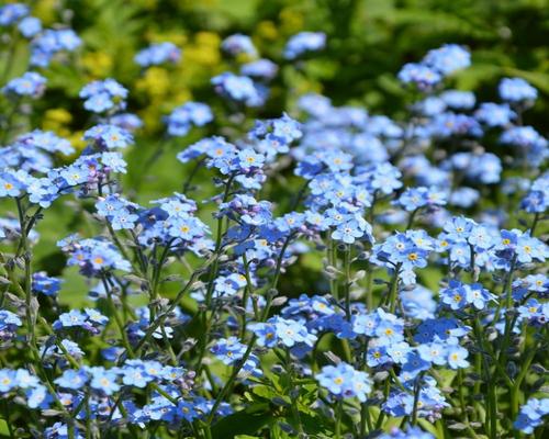 A Lot of Forget-me-not Seeds