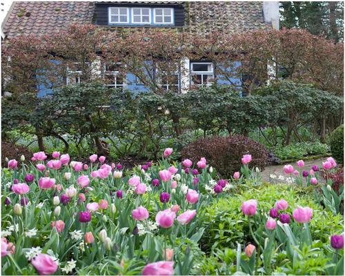 A Lot of Dutch Tulip Flower Bulbs